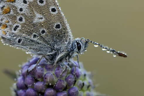 Nasses gemeinsames Blau auf einer Blüte - MJOF001258