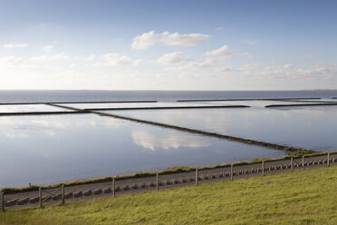 Deutschland, Ostfriesland, Norddeich, Nationalpark Niedersächsisches Wattenmeer - WIF003348