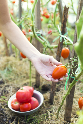 Frauenhand bei der Tomatenernte in einem Gewächshaus, lizenzfreies Stockfoto