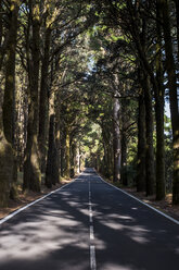 Spain, Tenerifa, empty road, forest - SIPF000782