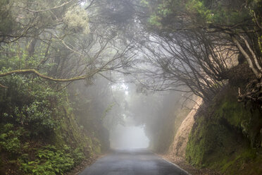 Spain, Tenerifa, empty road, foggy - SIPF000783