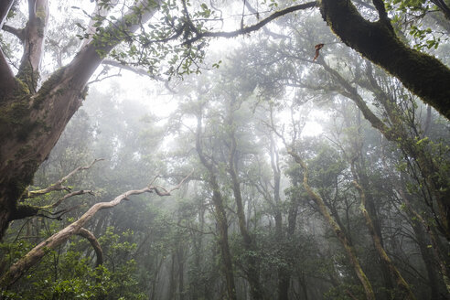 Spanien, Kanarische Inseln, Teneriffa, Wald und Nebel - SIPF000785