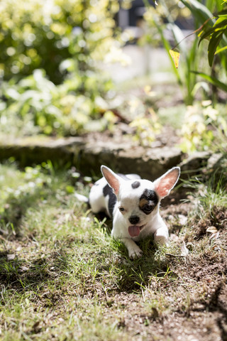 Chihuahua im Garten liegend, lizenzfreies Stockfoto