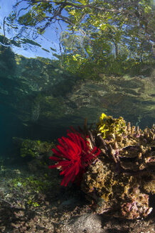 Indonesien, Raja Ampat, Salzwasser - TOVF000055