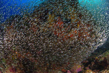 Indonesia, Raja Ampat, School of glass fishes - TOVF000056