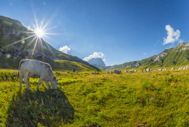 Italy, Abruzzo, Gran Sasso e Monti della Laga National Park, Cows on plateau Campo Imperatore - LOMF000351