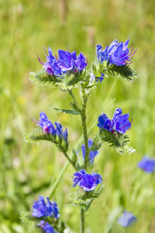 Echum vulgare, Blaukraut in grünem Gras - CSF027644