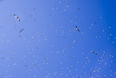 Basstölpel fliegen in den Himmel - SMAF000526