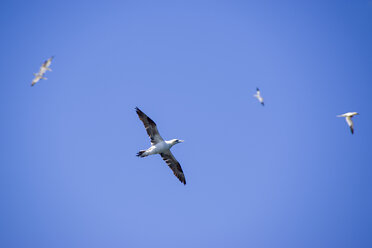 Northern Gannets flying in the sky - SMAF000527