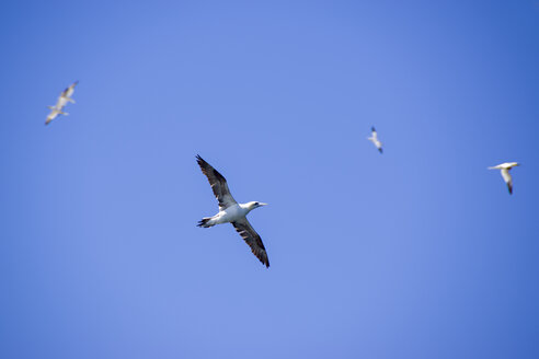 Basstölpel fliegen in den Himmel - SMAF000527