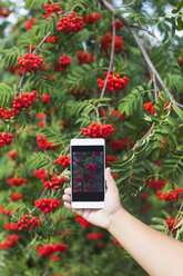 Girl with phone photographing red rowanberries - KNTF000470