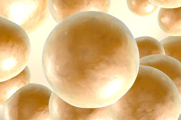 Group of fat cells, 3D Rendering - SPCF000114