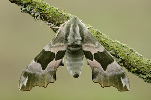 Lime Hawkmoth - MJOF001266