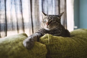 Tabby cat relaxing on couch - RAEF001439