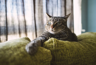 Tabby-Katze entspannt auf Couch - RAEF001439