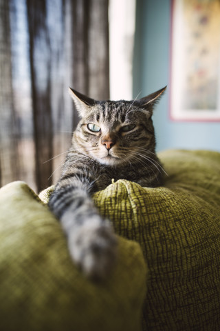 Tabby-Katze entspannt auf Couch, lizenzfreies Stockfoto