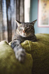 Tabby-Katze entspannt auf Couch - RAEF001440