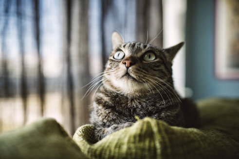Porträt einer getigerten Katze, die auf der Rückenlehne einer Couch liegt und nach oben schaut - RAEF001441