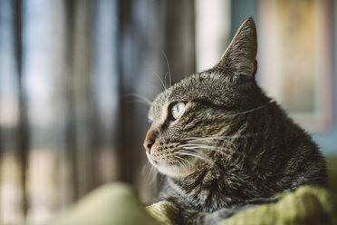 Porträt einer getigerten Katze, die etwas beobachtet - RAEF001442