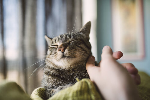 Hand of man stroking tabby cat - RAEF001443