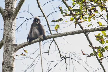 Thailand, Dunkler Blattaffe - ZCF000388