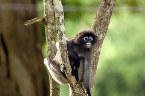 Thailand, Dunkler Blattaffe, lizenzfreies Stockfoto