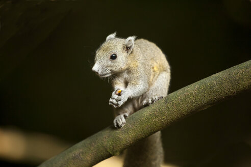 Thailand, Graubauch-Eichhörnchen auf Ast - ZCF000392