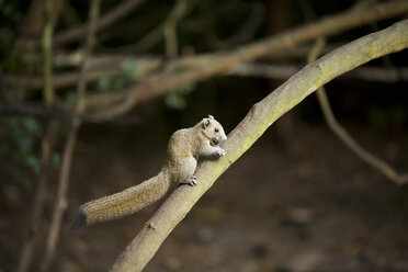 Thailand, Gewöhnliche Baumspitzmaus auf Ast - ZCF000393