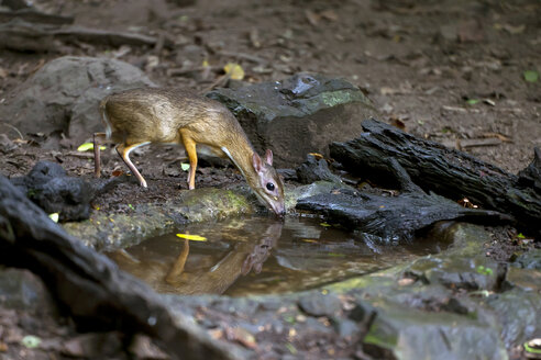 Thailand, Kantschil trinken - ZCF000394