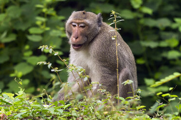 Thailand, Rhesus macaque - ZCF000397