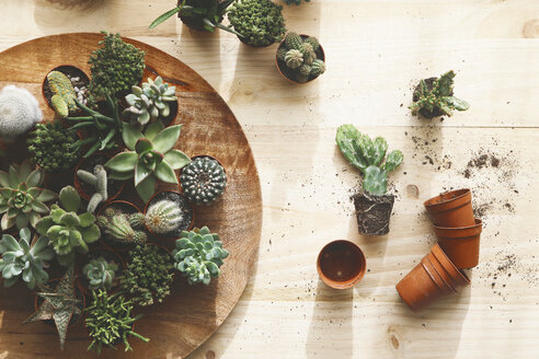 Cactus and succulents on wood - RTBF000263