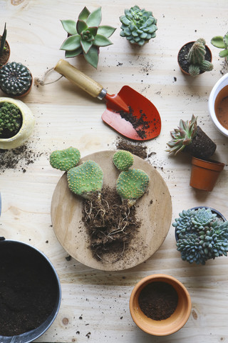 Transplant cacti , opuntia microdasys, on woode stock photo