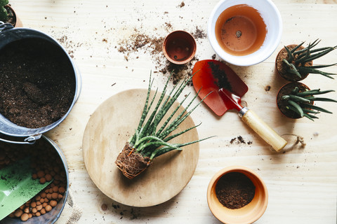 Transplantat, Sansevieria bacularis, auf Holz, lizenzfreies Stockfoto