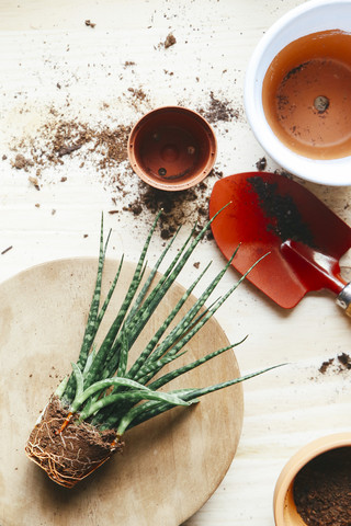 Transplantat, Sansevieria bacularis, auf Holz, lizenzfreies Stockfoto