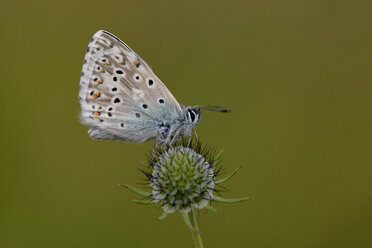 Chalkhill blau - MJOF001267