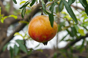 Thailand, pomegranate at tree - ZCF000399