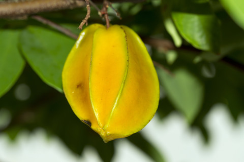 Thailand, Sternfrucht am Baum, lizenzfreies Stockfoto