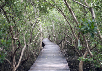 Thailand, Phetchaburi Province, wood path through mangrove forest - ZCF000402