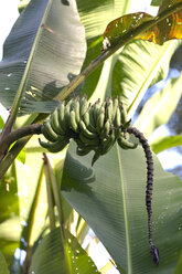 Thailand, Bananenstaude mit Früchten im Mae Wong National Park - ZCF000403