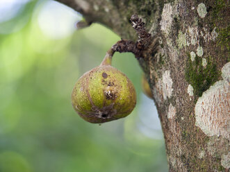 Thailand, fruit of fig tree - ZCF000404