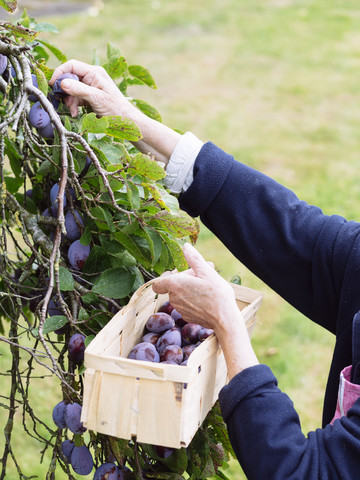 Senior woman harvesting plums, partial view stock photo