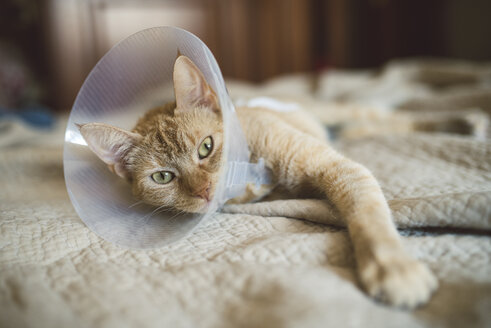 Portrait of cat with Elizabethan collar lying on bed - RAEF001446