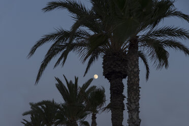 Spanien, Bahia de Mazarron, Mond zwischen Palmen in der Abenddämmerung - SKCF000174