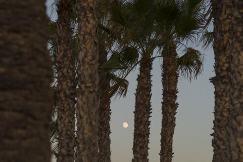 Spanien, Bahia de Mazarron, Mond zwischen Palmen in der Abenddämmerung - SKCF000176