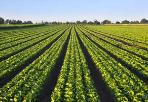 Lettuce field - SIEF007103