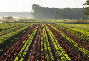 Gemüse- und Salatfelder - SIEF007104