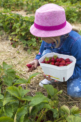 Kleines Mädchen pflückt Erdbeeren auf einem Erdbeerfeld - JFEF000808