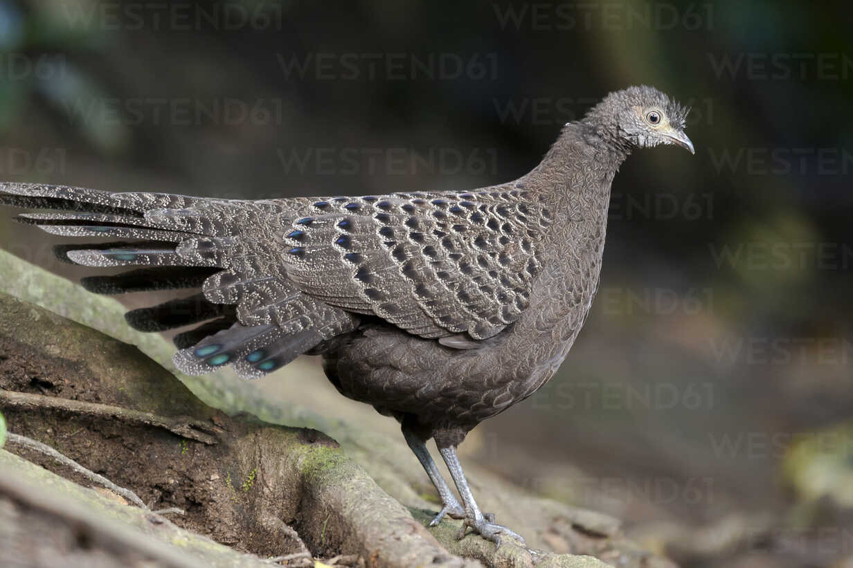 Grey peacock-pheasant stock photo
