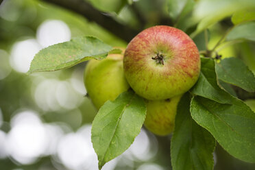 Am Baum wachsende Äpfel, Nahaufnahme - MYF001742