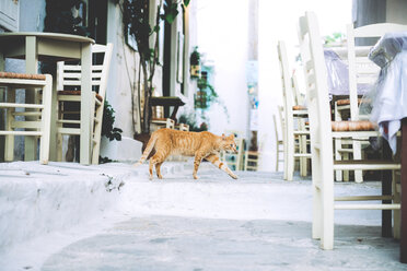 Griechisch, Kykladen, Katze läuft zwischen den Tischen eines Straßencafés - GEMF000988